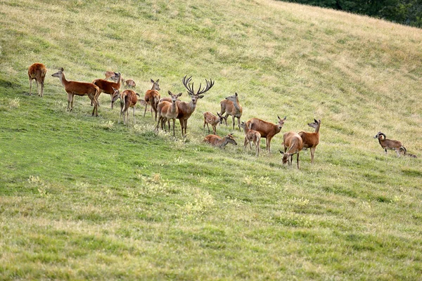 Deer whitetail and herd on a meadow in summer — Stock Photo, Image