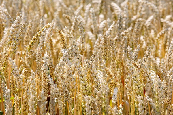 Ripe wheat on the field — Stock Photo, Image