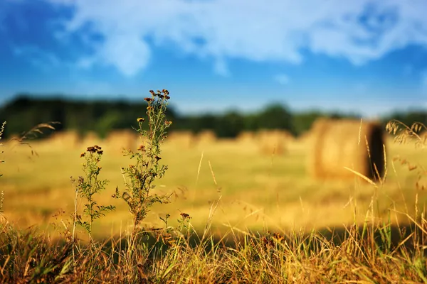 Torra blommor på skörd fältet landskap bakgrund — Stockfoto