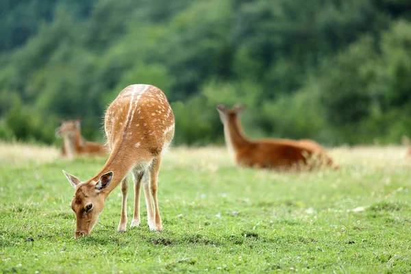 Whitetail deer fawn on a meadow in summer — Stock Photo, Image