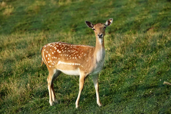 Whitetail deer fawn on a meadow in summer — Stock Photo, Image