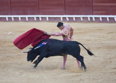 Boğa güreşçisi curro