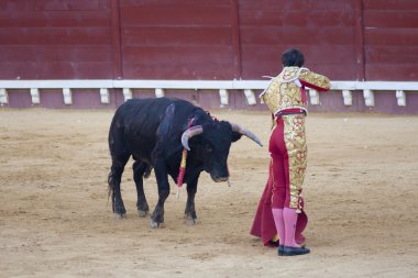 Boğa güreşçisi daniel crespo