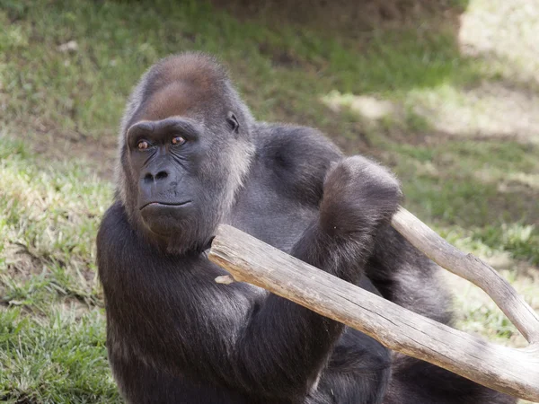 Female gorilla — Stock Photo, Image