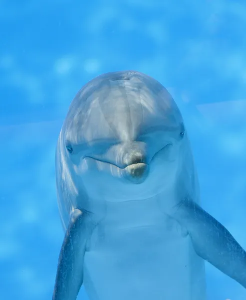 Delfin Zdjęcie Stockowe