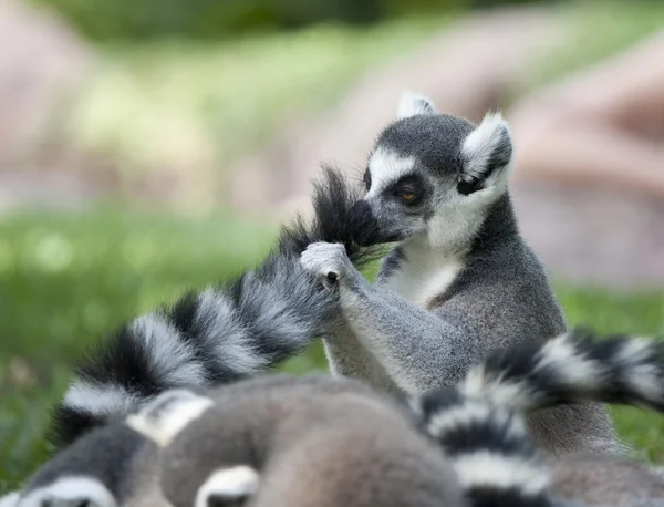 Silverback. — Foto de Stock