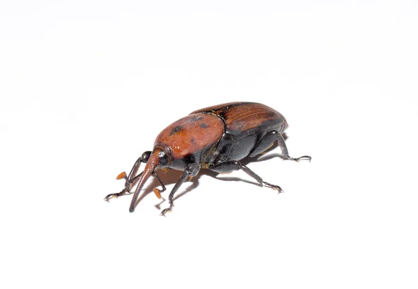 Käfer rot — Stockfoto