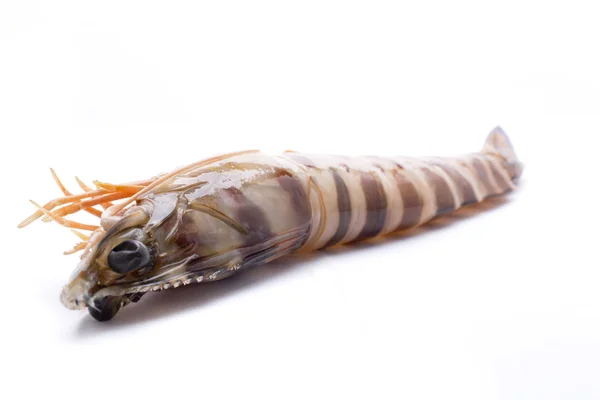 Big shrimp — Stock Photo, Image