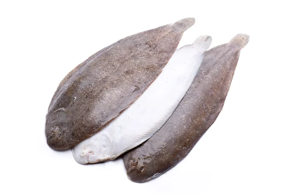 Flache große Fische — Stockfoto