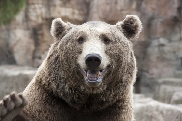 Urso castanho — Fotografia de Stock