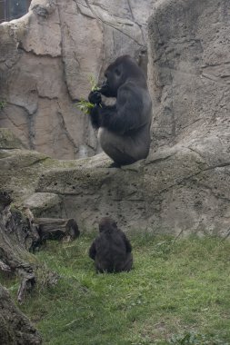 Silverback ve bebek
