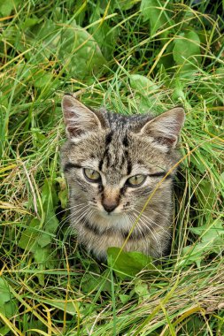 Güzel kedi çimenlerde oturur. Kedi ve doğa. Dışarıda sevimli tekir kedi yavrusu.