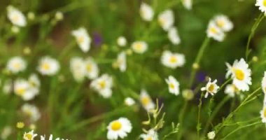 meadow of blooming daisies. Summer meadow with flowers and insects