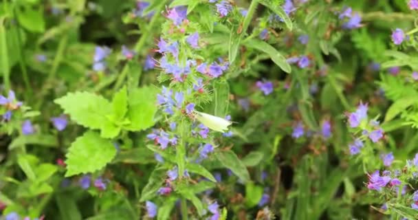 Vlinder Gearriveerd Zit Een Bloeiende Plant Weide — Stockvideo