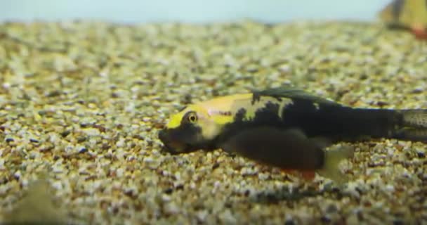 Fish Swim Aquarium Oceanarium Super Slow Motion — Stockvideo