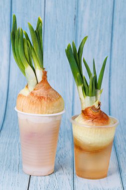 Onion cultivation. Green onions sprout in a glass.