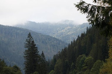 mountains of the Carpathians. Fog in the mountains.