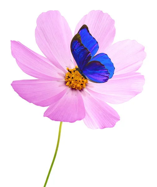 Kosmos Bloem Paarse Vlinder Geïsoleerd Witte Achtergrond Roze Kosmos Knippad — Stockfoto