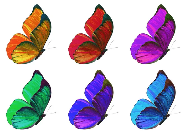 Butterflies Multicolored Isolated White Background Collection Clipping Path — Stock Photo, Image