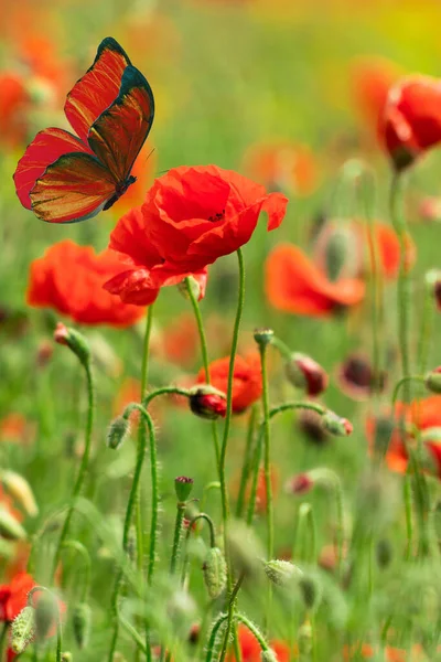 Vlinder Een Bloem Mooie Vlinder Een Rode Papaverbloem Vlinder Achtergrond — Stockfoto