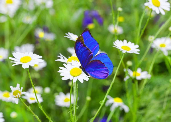 Fjäril Blomma Vacker Fjäril Kamomill Fjäril Bakgrunden Kamomill Äng — Stockfoto