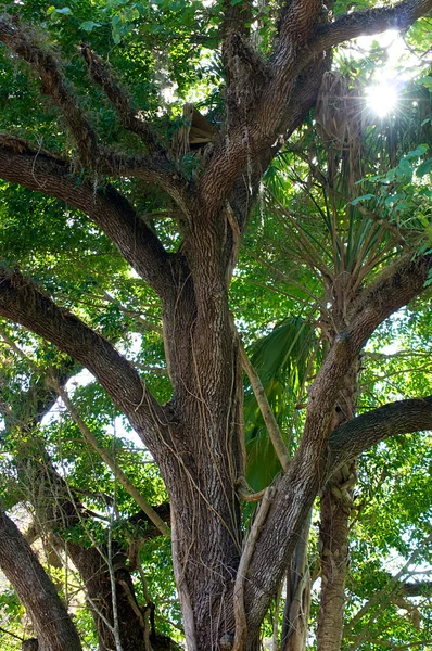 Large oak with sun — Stock Photo, Image