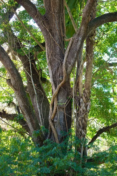 Velký dub s révy — Stock fotografie