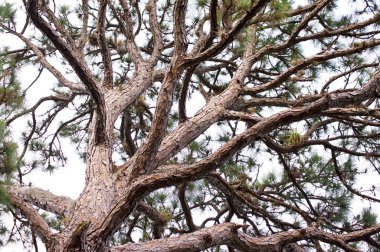 gnarly pine tree branches clipart