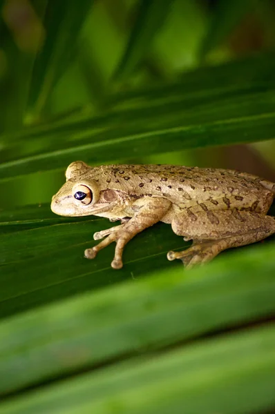 Cuban tree frog on palm frond — Stock Photo, Image