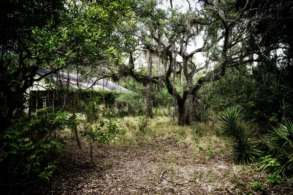 Assustador velho abandonado casa no florida floresta — Fotografia de Stock