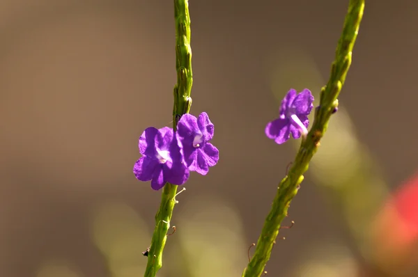 Uzun sapların üzerinde küçük kır çiçekleri — Stok fotoğraf