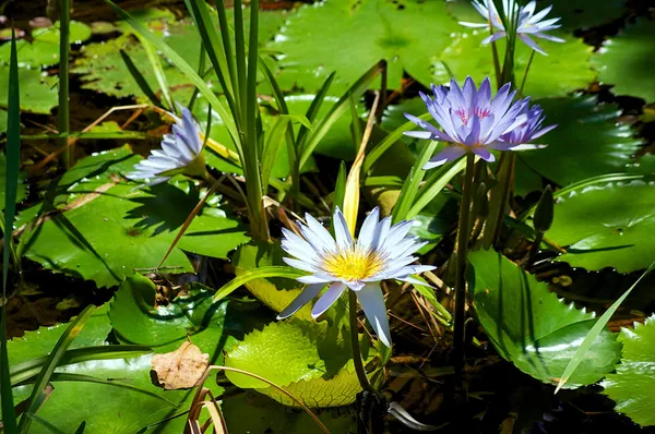 Niebieskie kwiaty lotosu i lilii wodnych — Zdjęcie stockowe