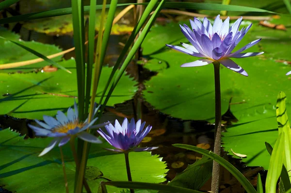 Blue water lilies or lotus flowers — Stock Photo, Image