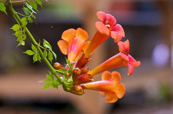 Creeper Vine or Trumpet Vine — Stock Photo, Image