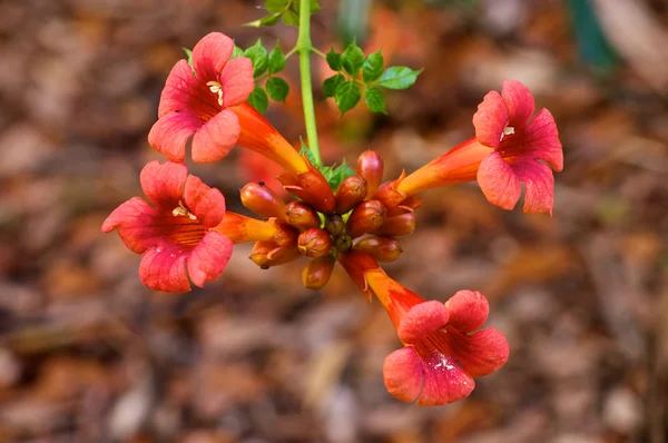 Trumpet Vine or Creeper Vine — Stock Photo, Image