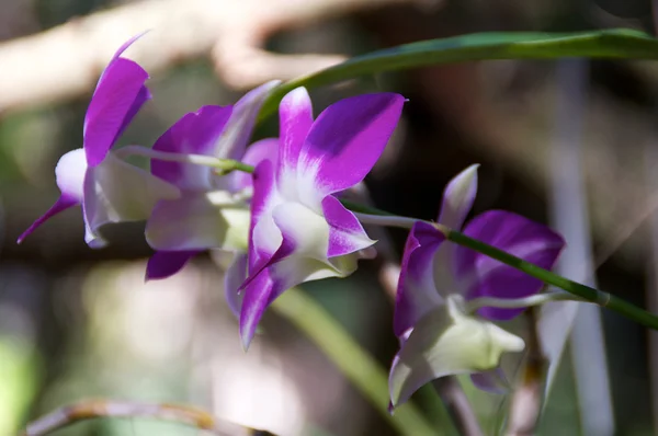 Вид сбоку фиолетовые орхидеи — стоковое фото