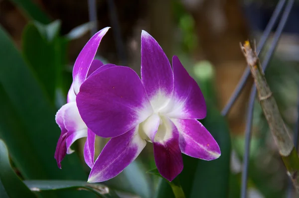 Zwei Orchideenblüten — Stockfoto