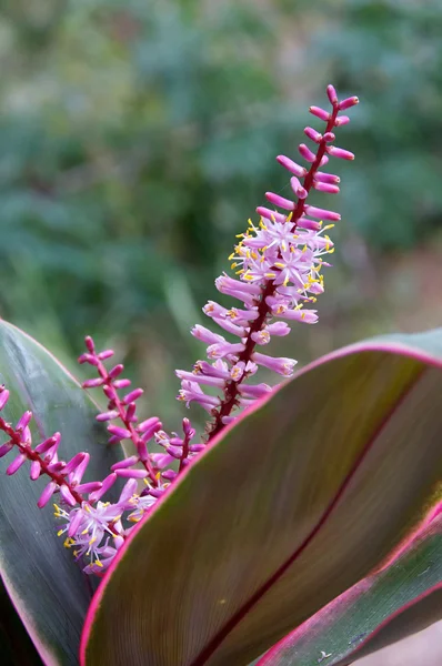 Gros plan de la bromélie en fleur — Photo