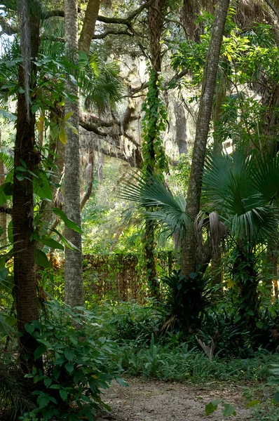 Idyllic tropical pathway — Stock Photo, Image