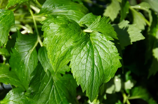 Catnip plant up close — Stock Photo, Image