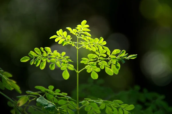 Fiatal moringa fa — Stock Fotó