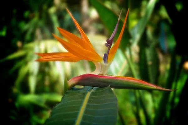 Konstnärliga paradisfågeln blomma — Stockfoto