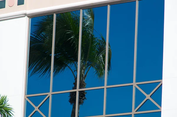 Palmboom weerspiegeld in glas — Zdjęcie stockowe
