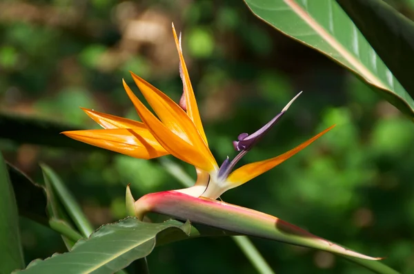 Bird of Paradise flower bloom — Stock Photo, Image