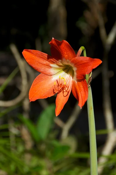 Amaryllis in bloom outdoors — Stock Photo, Image