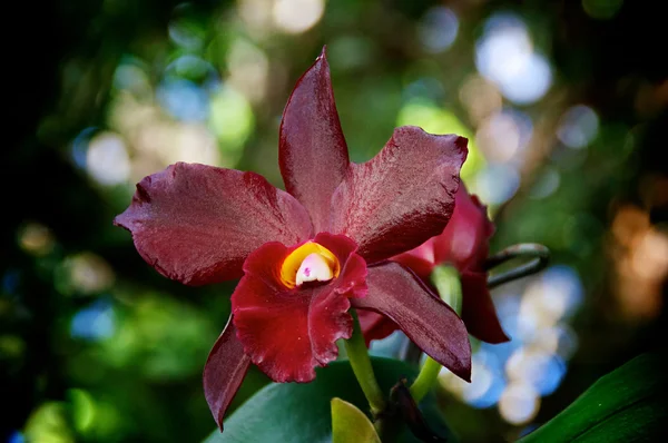 Глядя вверх на темно-красные орхидеи в цветении — стоковое фото