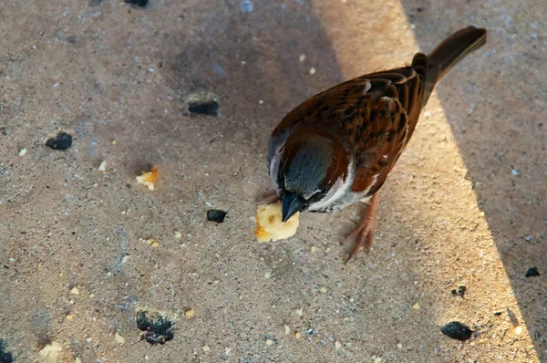 Vrabie pe pământ mănâncă — Fotografie, imagine de stoc