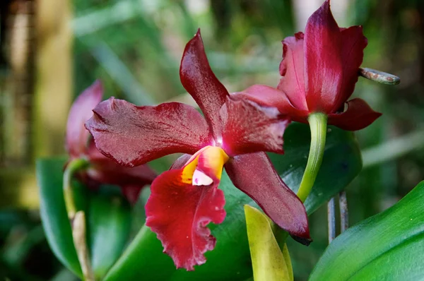 Две темно-красные орхидеи в цветении — стоковое фото