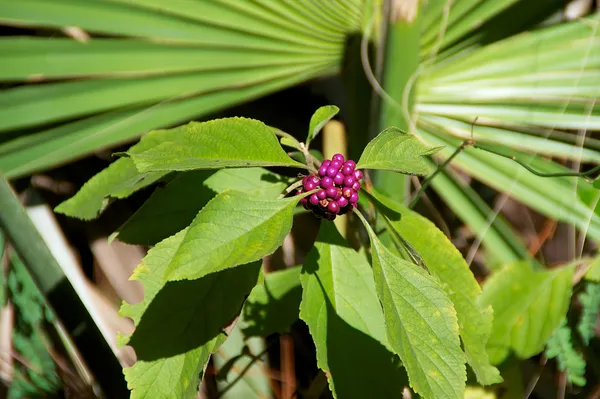 紫美浆果植物 — 图库照片