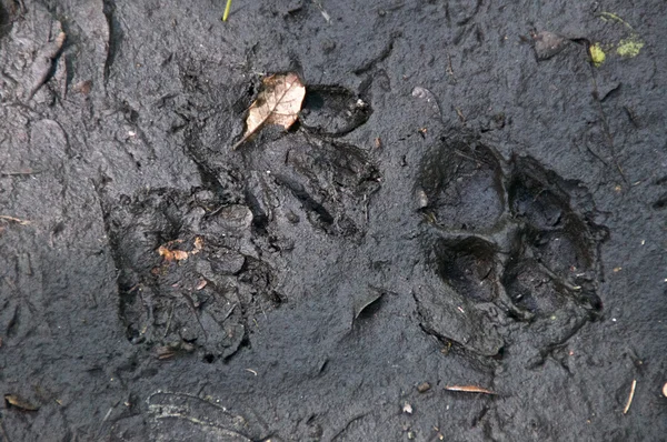 Отпечатки койота и енота в грязи — стоковое фото